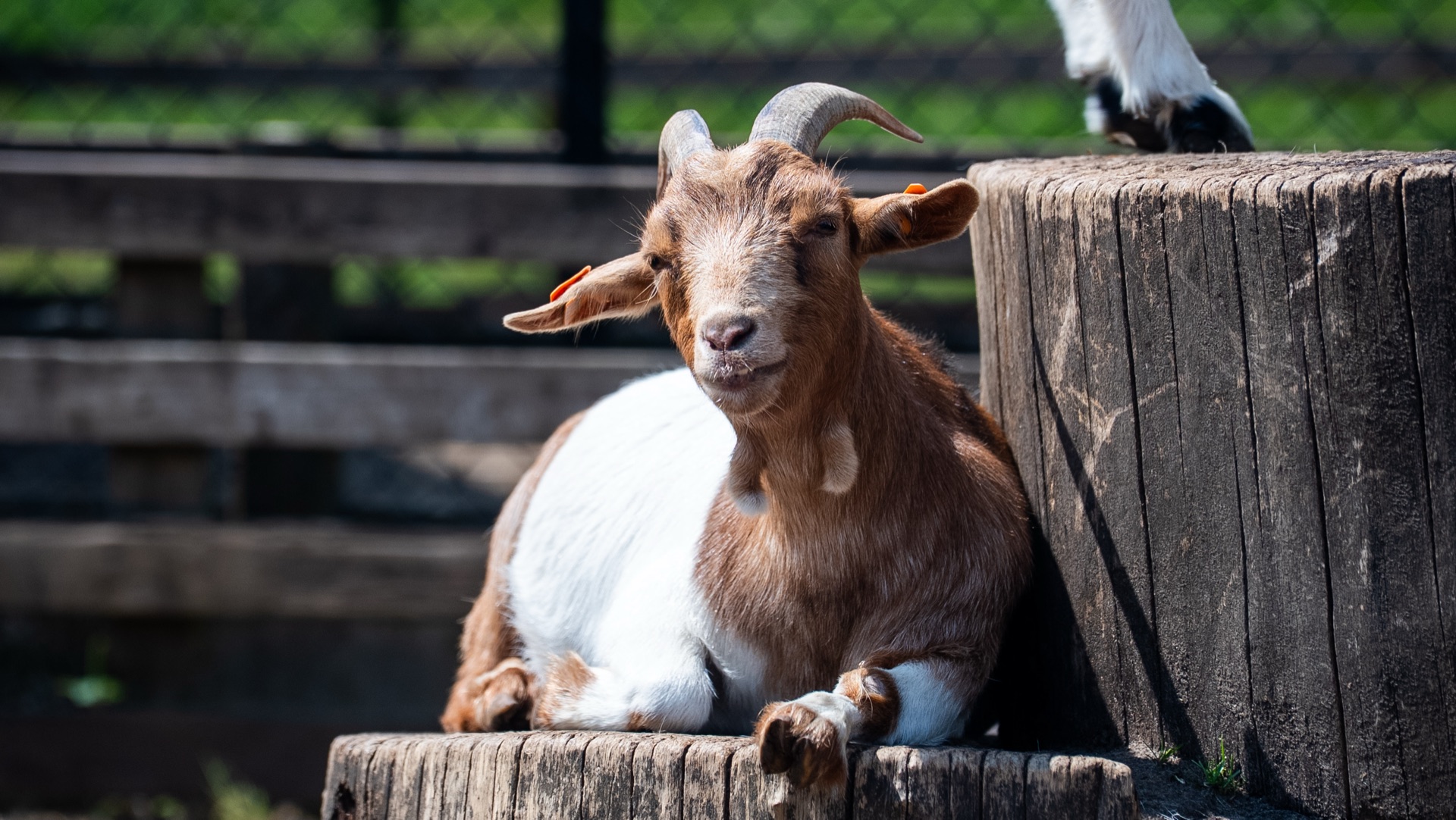 Kinderen en geiten bij de Ark-kinderboerderij in Lichtaart