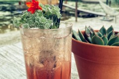 Cocktail en plant
