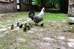 Moeder kip met haar kuikens